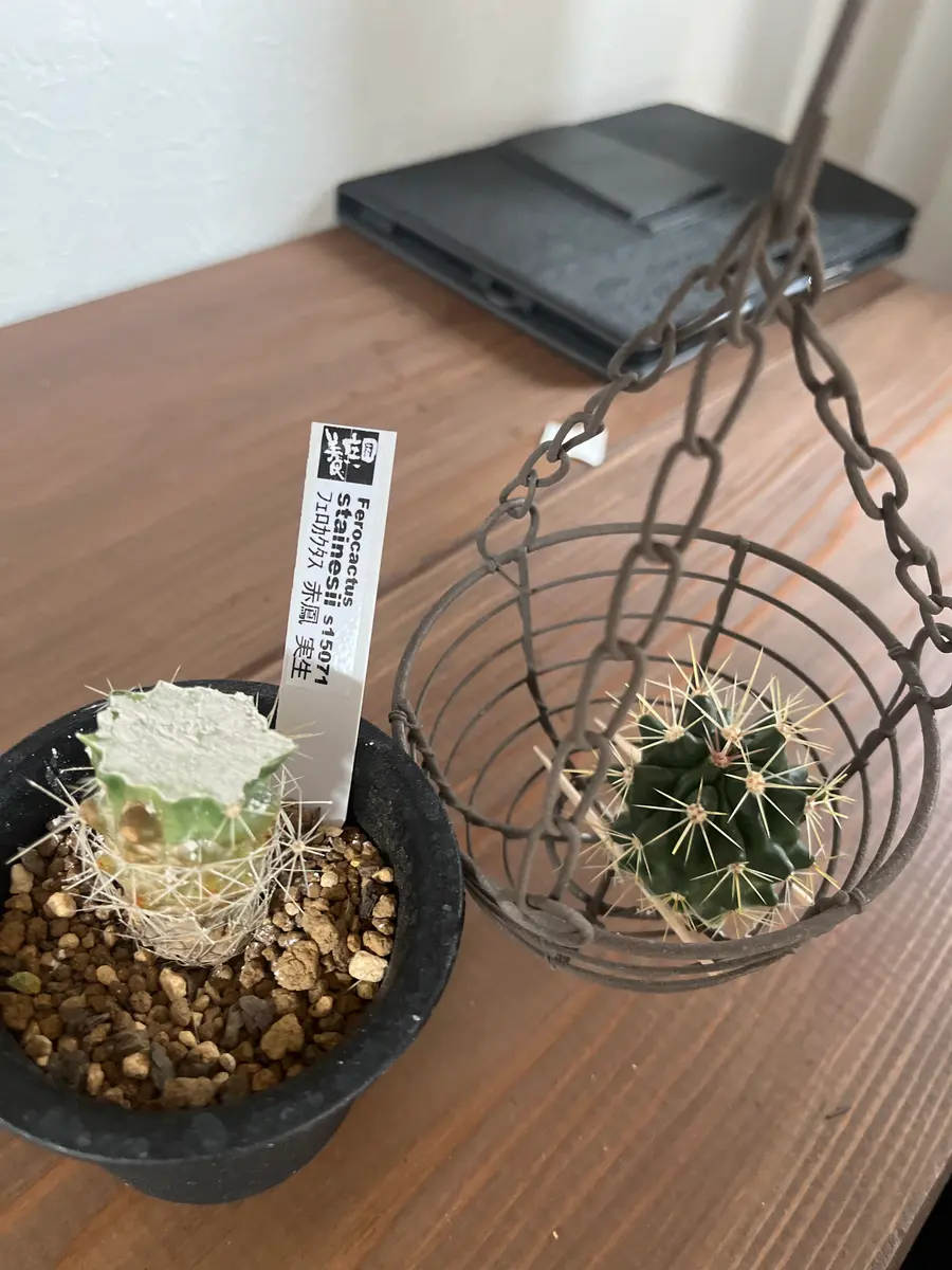 フェロカクタス 赤鳳｜そだレポ（栽培レポート）byマル秘植物男