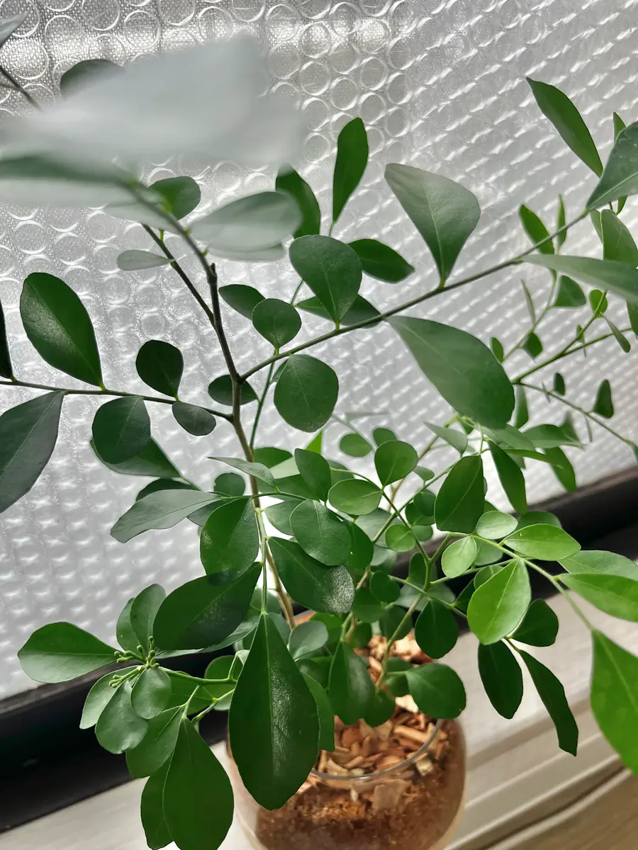 ジャスミン観葉植物 シルクジャスミン 室内 観葉植物 大型 シルク