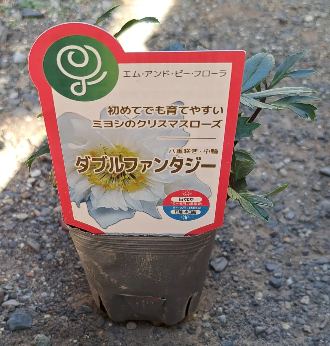 クリスマスローズ ダブルファンタジー 成長記録｜そだレポ（栽培