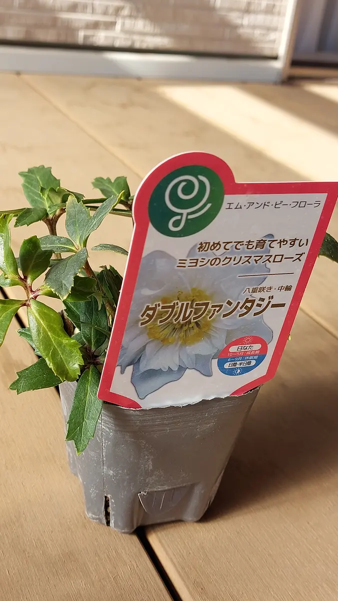 クリスマスローズ(ダブルファンタジー)を鉢植えで育てる｜そだレポ