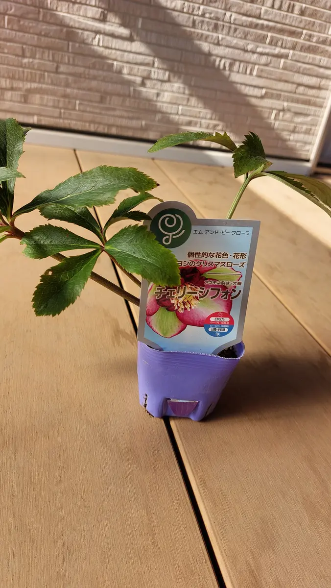クリスマスローズ(チェリーシフォン)を鉢植えで育てる｜そだレポ（栽培