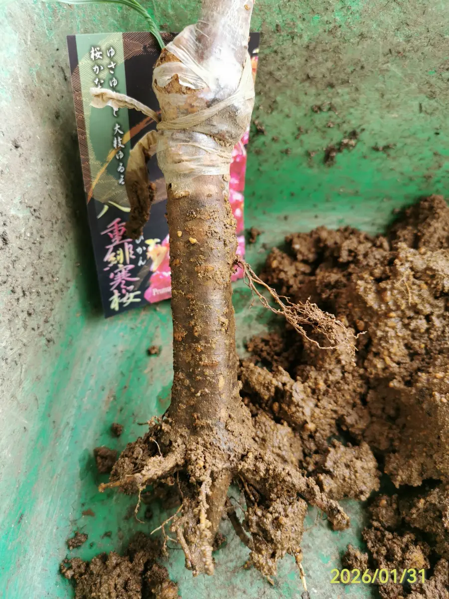 接ぎ木八重寒緋桜を育ててみる｜そだレポ（栽培レポート）byjin0046