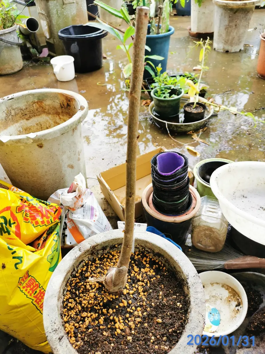 接ぎ木八重寒緋桜を育ててみる｜そだレポ（栽培レポート）byjin0046