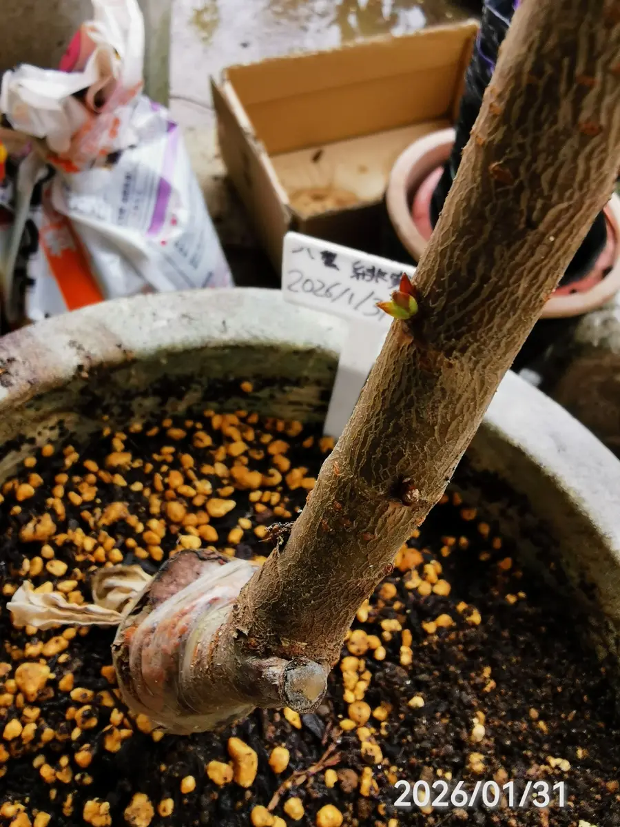 接ぎ木八重寒緋桜を育ててみる｜そだレポ（栽培レポート）byjin0046