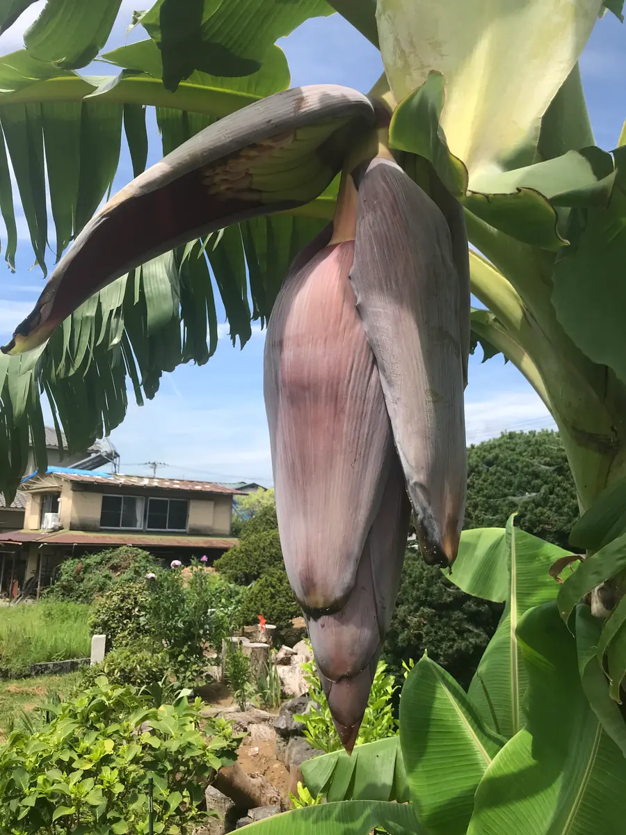 バナナ栽培｜そだレポ（栽培レポート）byノウチ｜みんなの趣味の園芸
