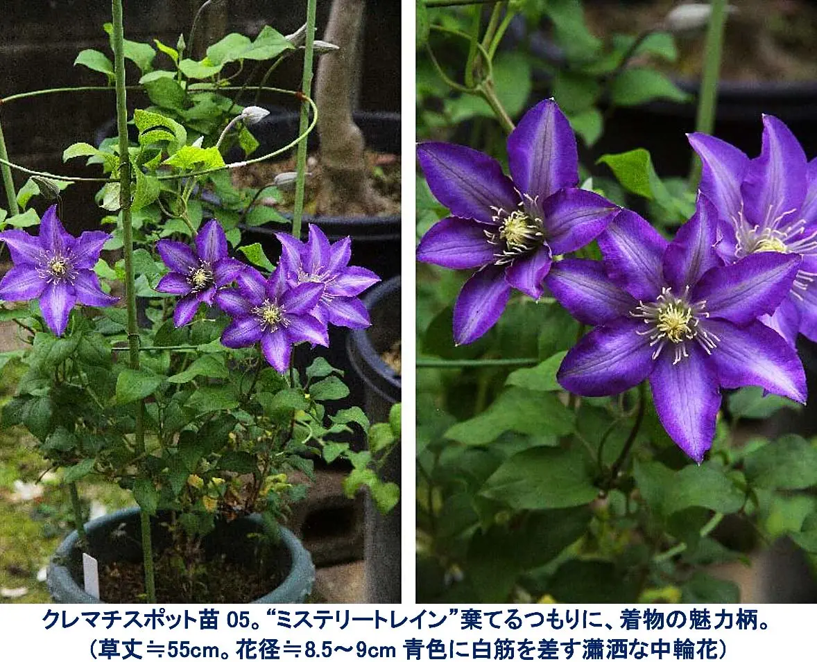 クレマチスポット苗。24年苗購入。2年間「蕾ソフトピンチ、無剪定伸び
