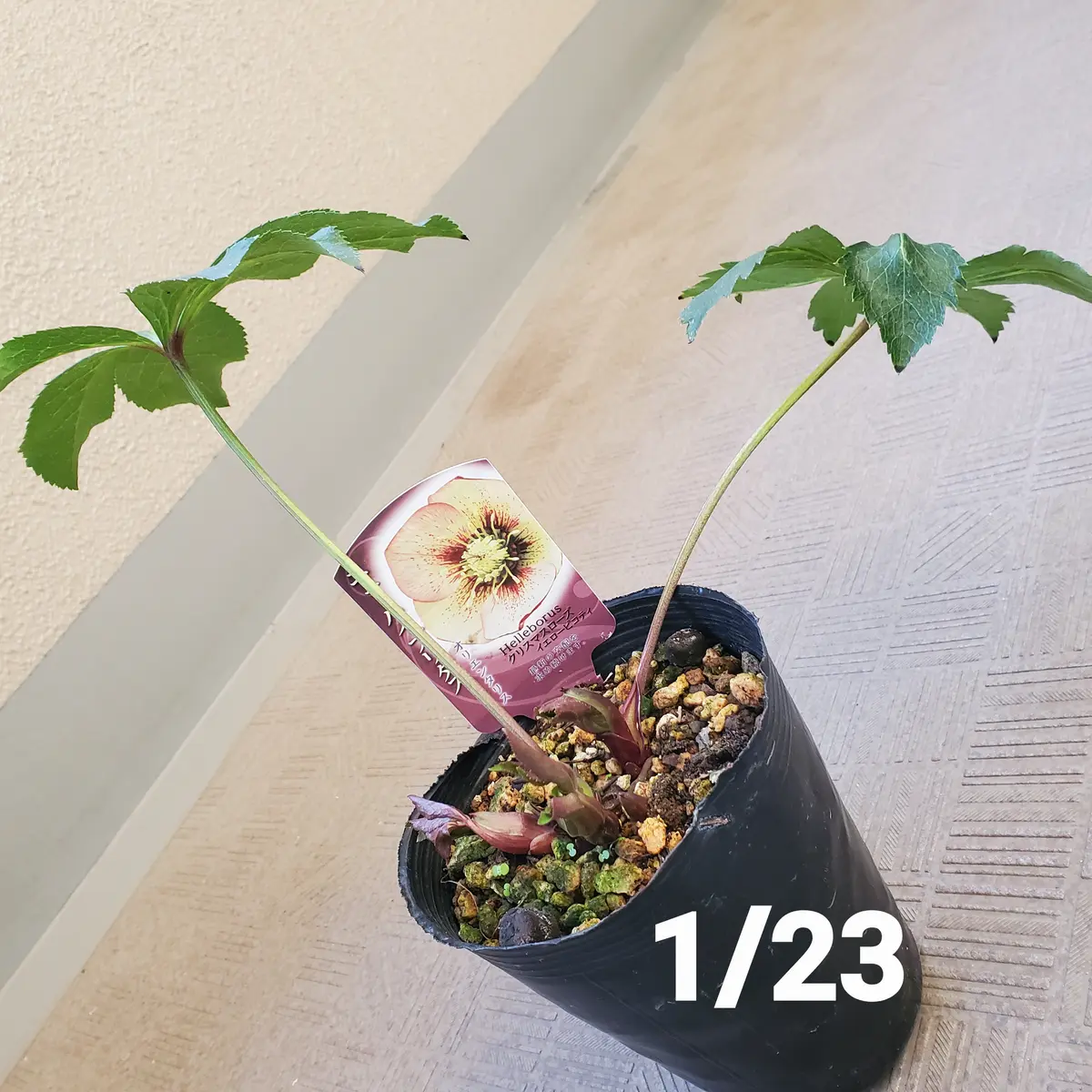 1月に買ってきた花芽のついたクリスマスローズ｜そだレポ（栽培