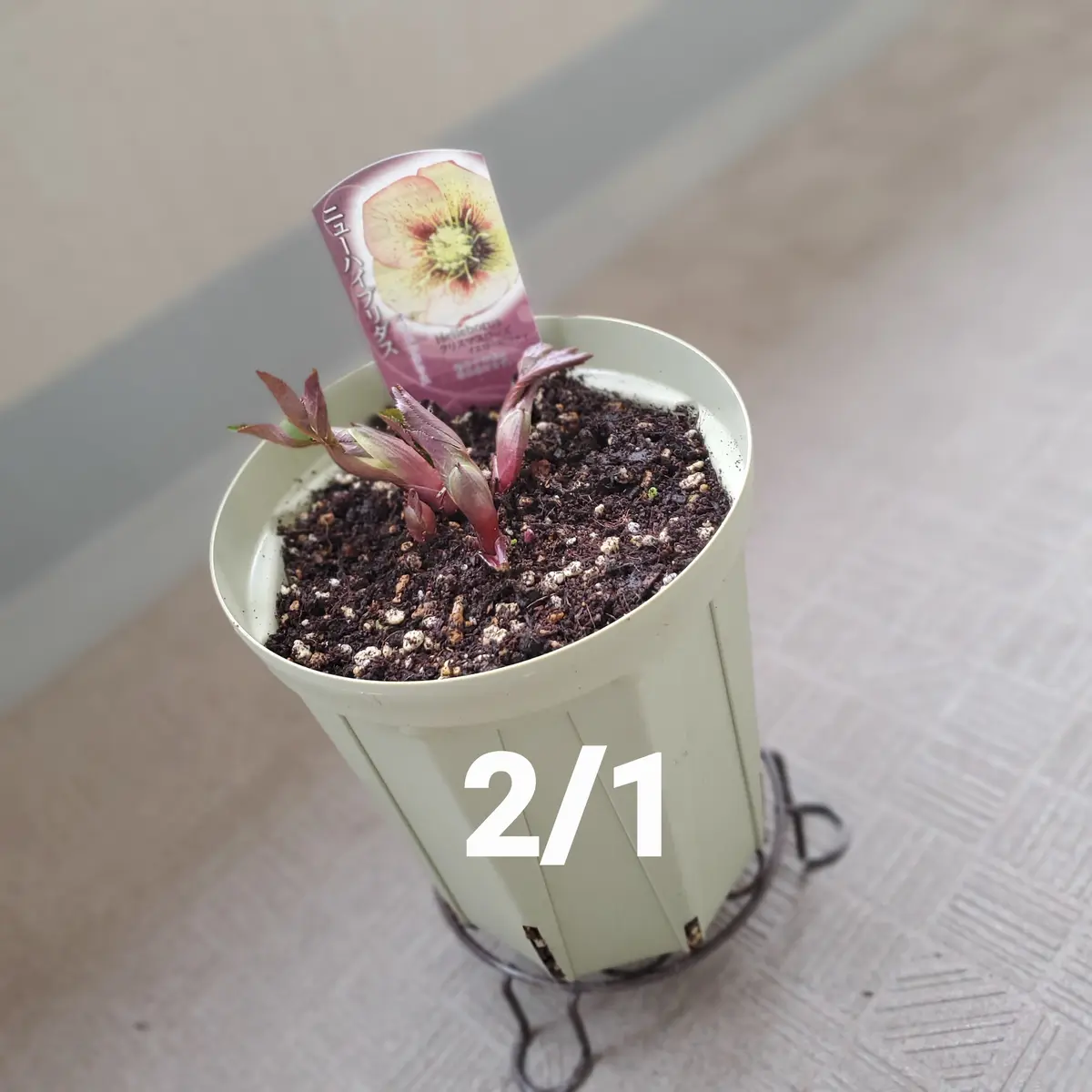 1月に買ってきた花芽のついたクリスマスローズ｜そだレポ（栽培