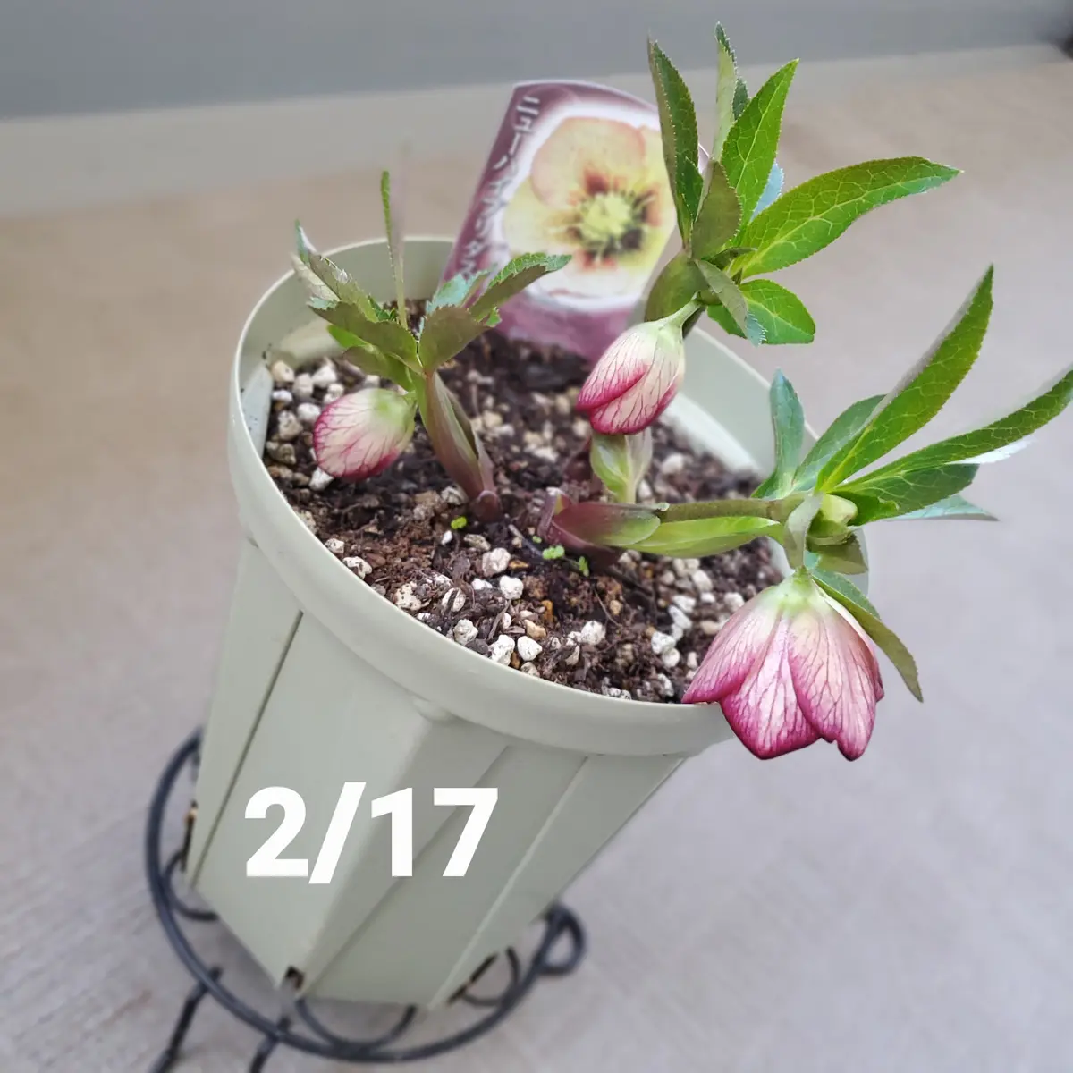 1月に買ってきた花芽のついたクリスマスローズ｜そだレポ（栽培