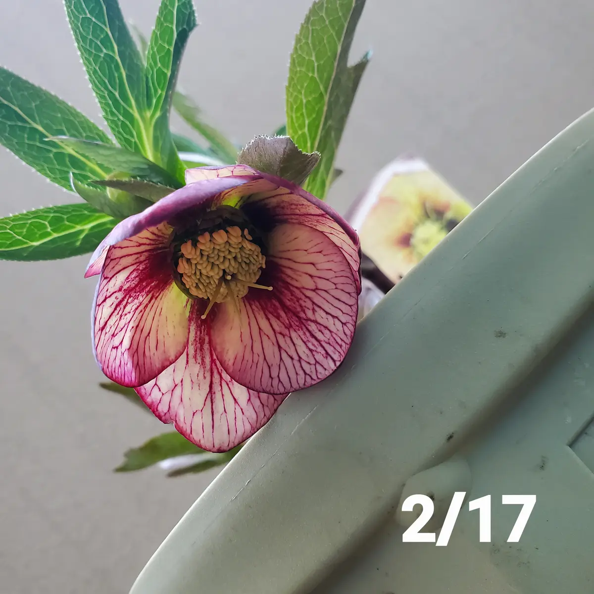 1月に買ってきた花芽のついたクリスマスローズ｜そだレポ（栽培