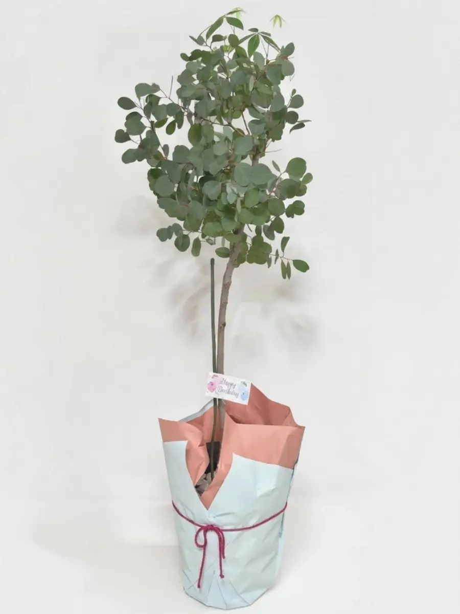 一度枯らしたユーカリポポラスを復活させたい｜そだレポ（栽培レポート