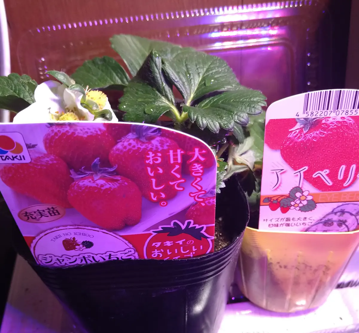 栽培中🌱】今度こそ、室内で大粒イチゴ2種を育てる→失敗→外で育てる