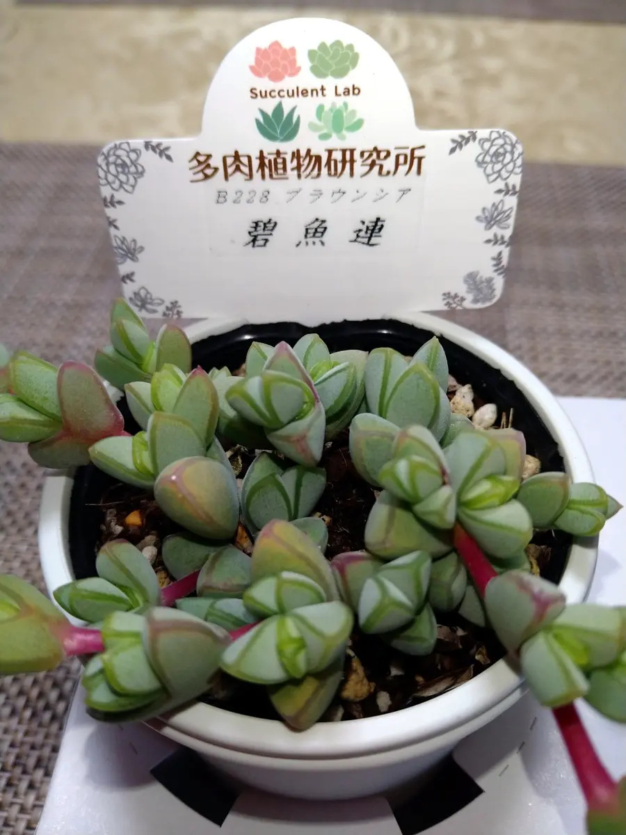 碧魚連を大きく育てたい｜そだレポ（栽培レポート）byかりんのママ