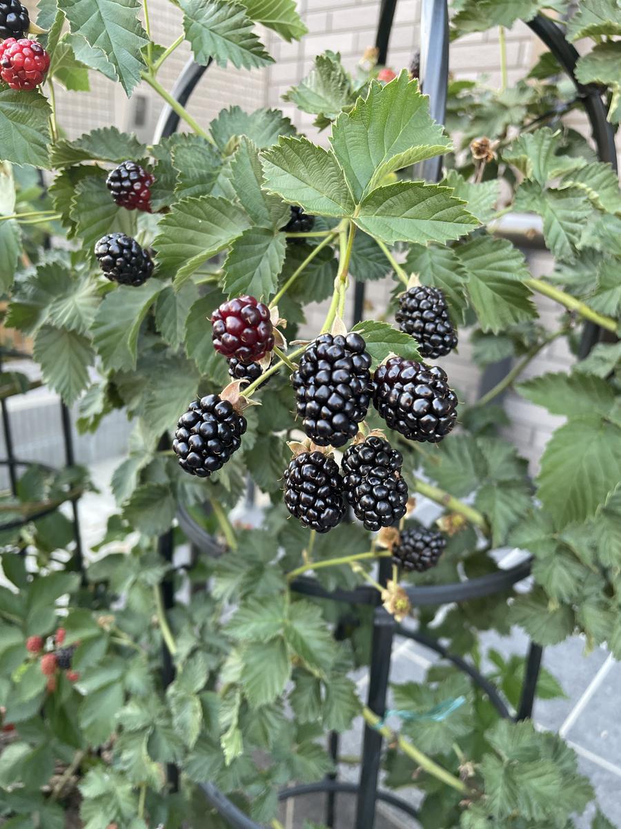 ブラックベリー 地植え栽培｜そだレポ（栽培レポート）byちゃんてつ 