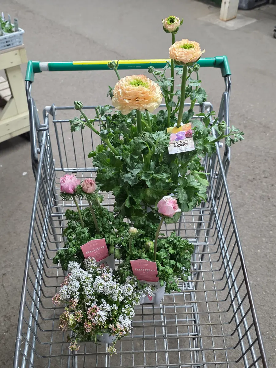 ラナンキュラスサクセス】トアレグの1年間｜そだレポ（栽培レポート