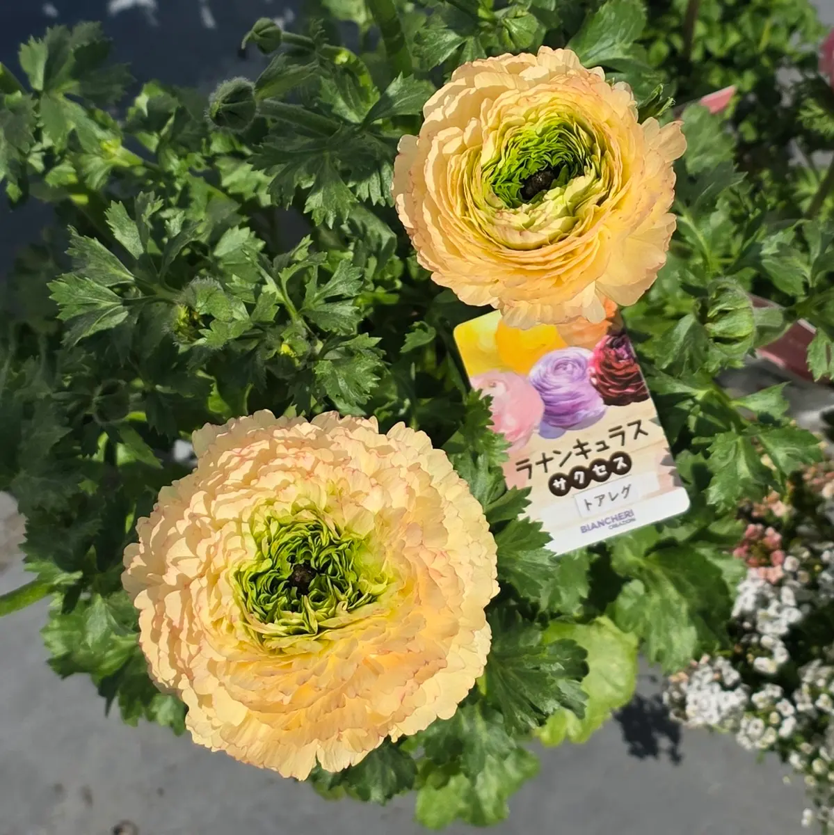 ラナンキュラスサクセス】トアレグの1年間｜そだレポ（栽培レポート