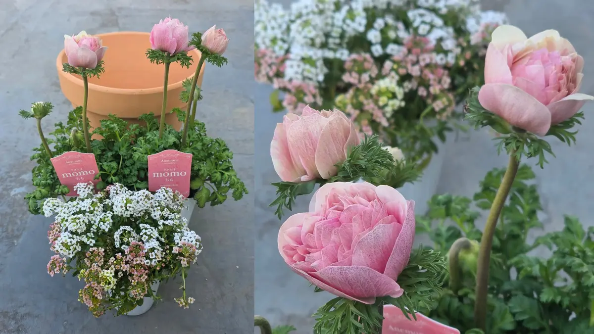 アネモネmomoの成長記録📝🩷｜そだレポ（栽培レポート）byHitomi0330