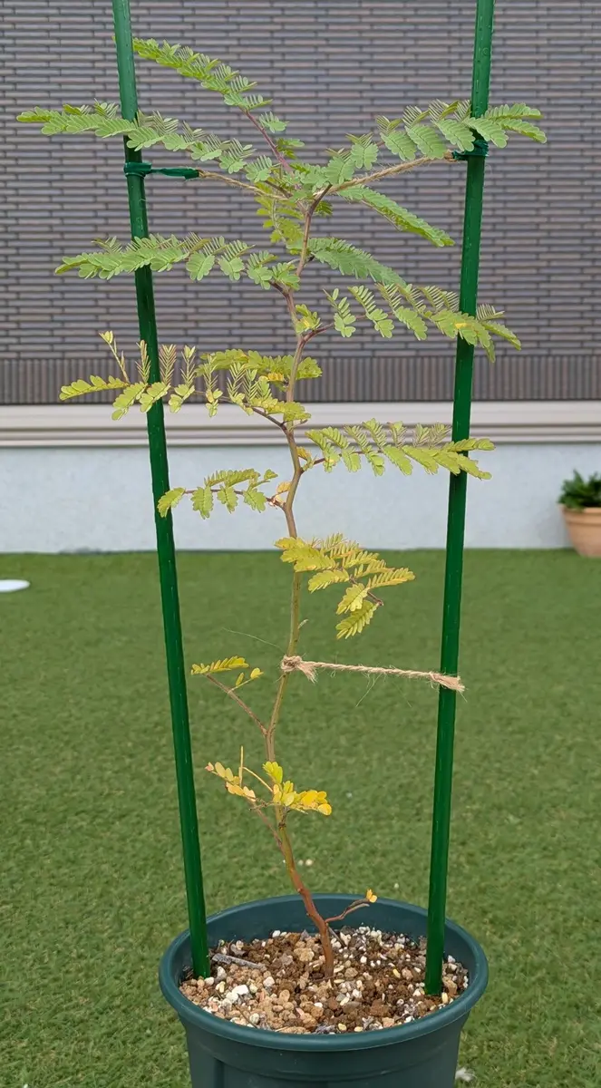 アカシア スペクタビリス 苗木 鉢植え高さ1．3メートル 【公式直営