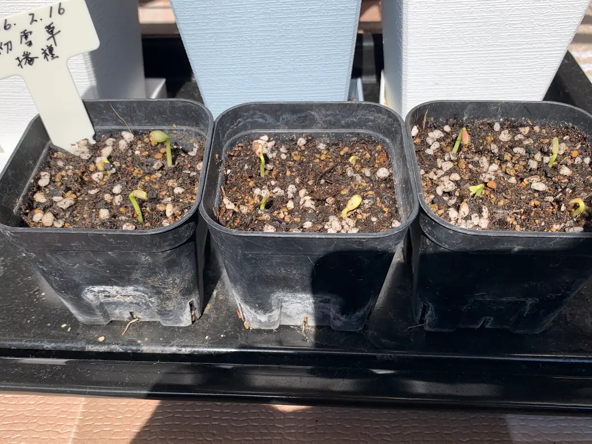 ゆきぽん様 確認用 2芽2鉢 ゆきぽん様 確認用 2芽2鉢 さつき 盆栽の