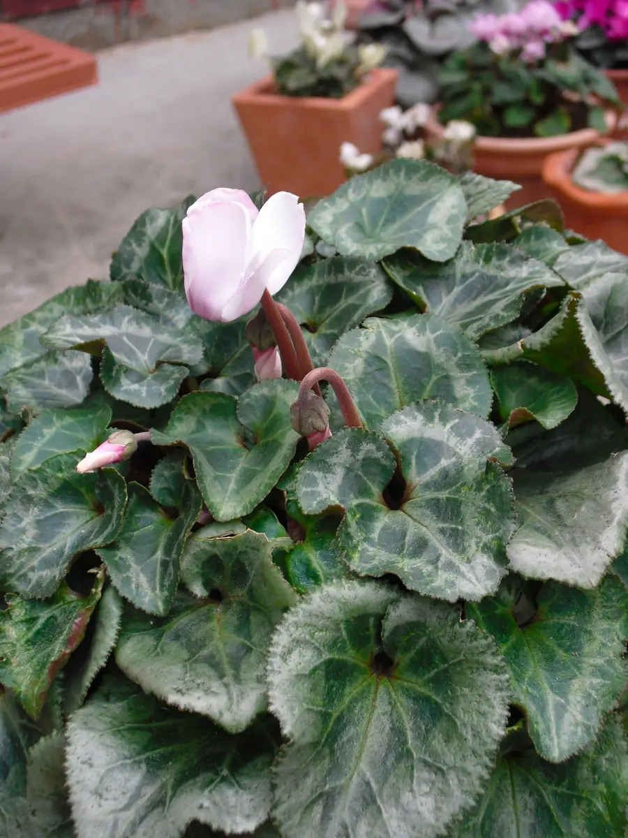 シクラメン：戸塚園芸さんのスクリュースター ピンク系5号鉢植え