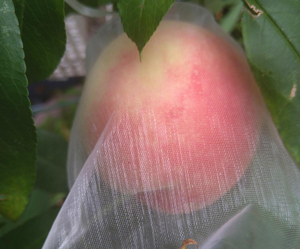 完結🌻】1本で実がなる桃「白鳳(大玉)」鉢植え2年目｜モモ（桃）のそだ