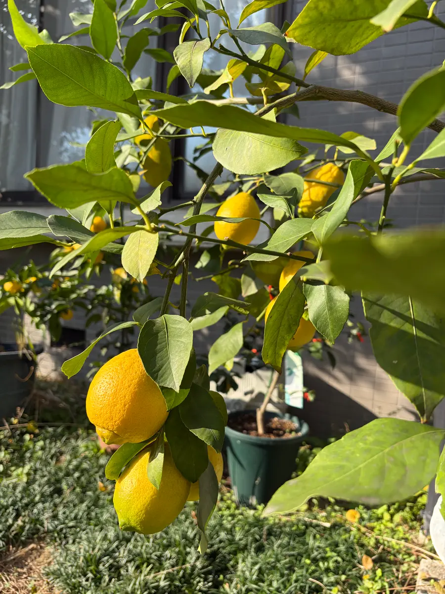 2026年レモン🍋の成長記録｜そだレポ（栽培レポート）byここのすけ