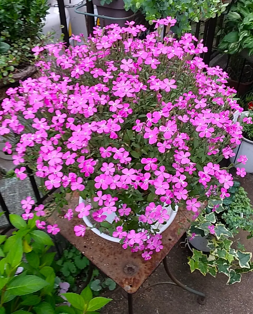 シレネピンクパンサーの生長点挿し芽｜そだレポ（栽培レポート）byずこ