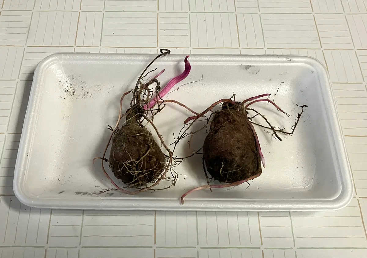 山芋　抜き苗　現品 自然薯と紫山芋を育てる｜そだレポ（栽培レポート）byタカちゃんさん
