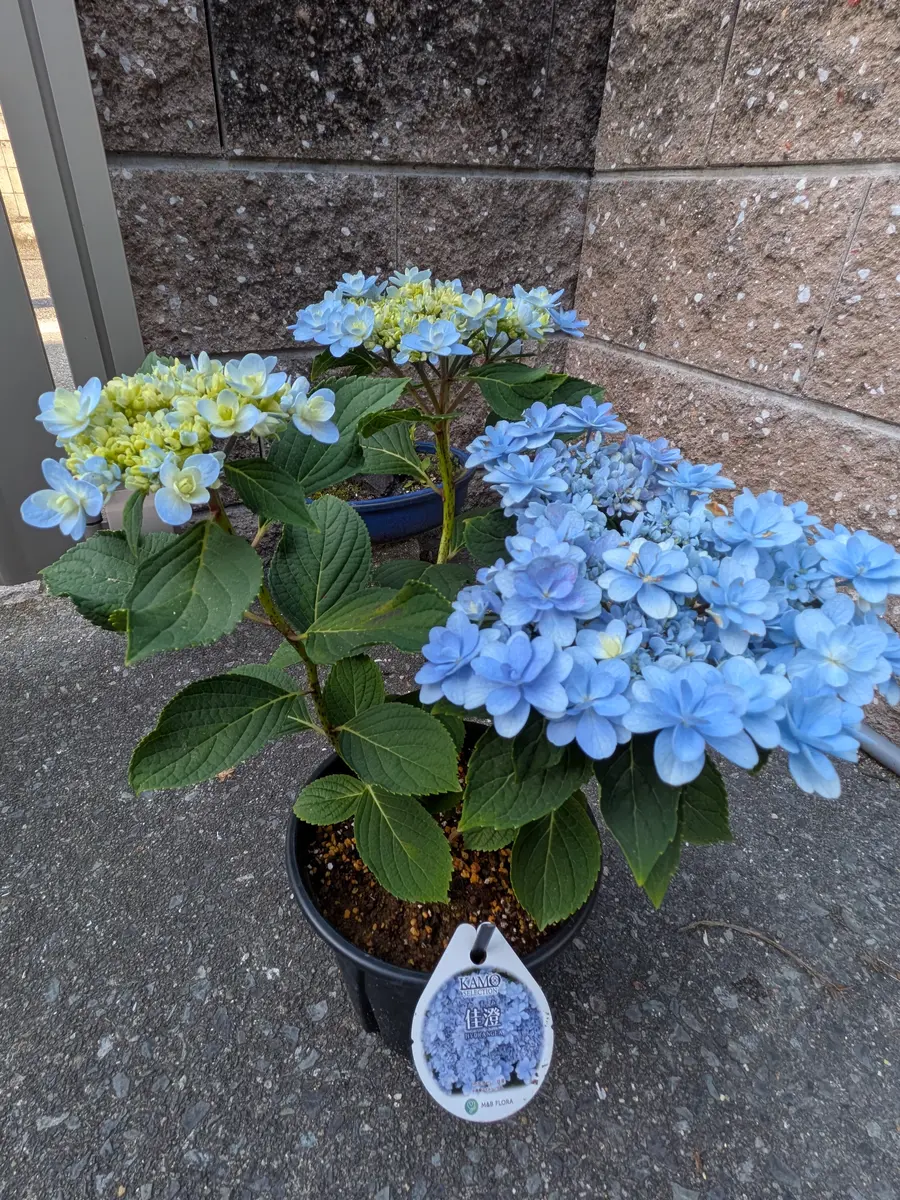 紫陽花「佳澄」を苗から育てる｜そだレポ（栽培レポート）byきびひと