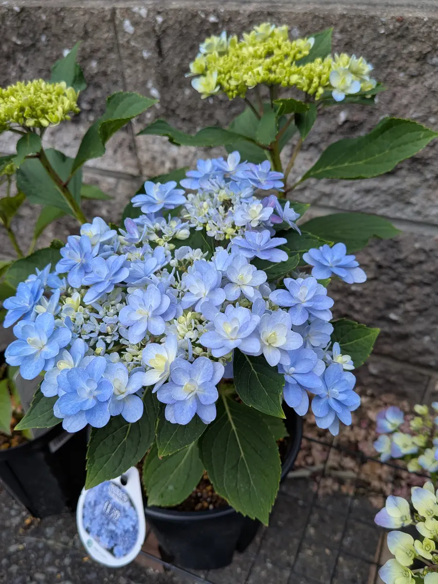 紫陽花「佳澄」を苗から育てる｜そだレポ（栽培レポート）byきびひと