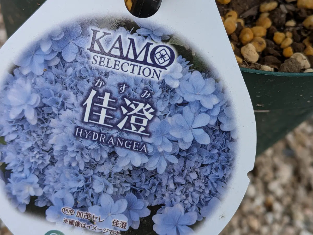 紫陽花「佳澄」を苗から育てる｜そだレポ（栽培レポート）byきびひと