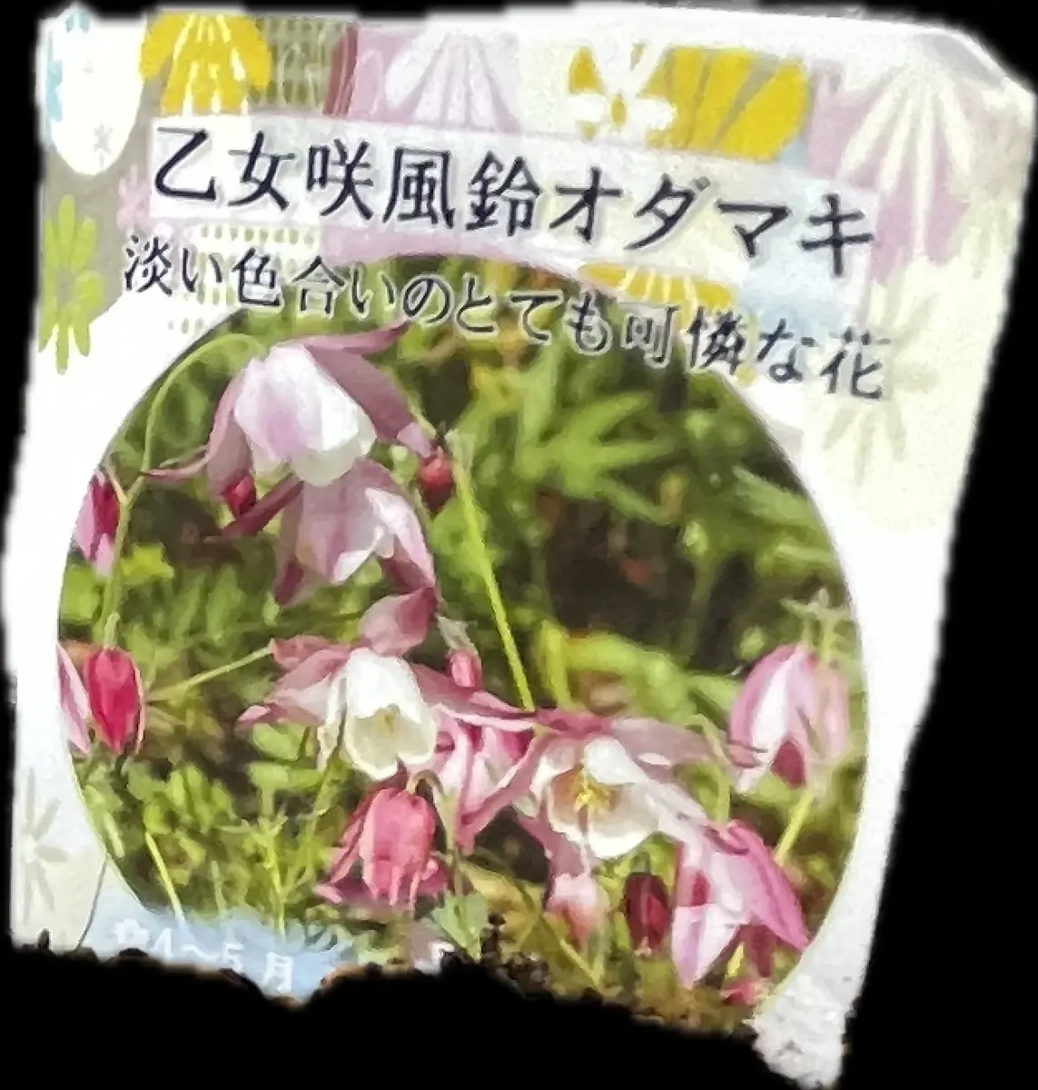風鈴オダマキを育てる｜そだレポ（栽培レポート）byあずきもち