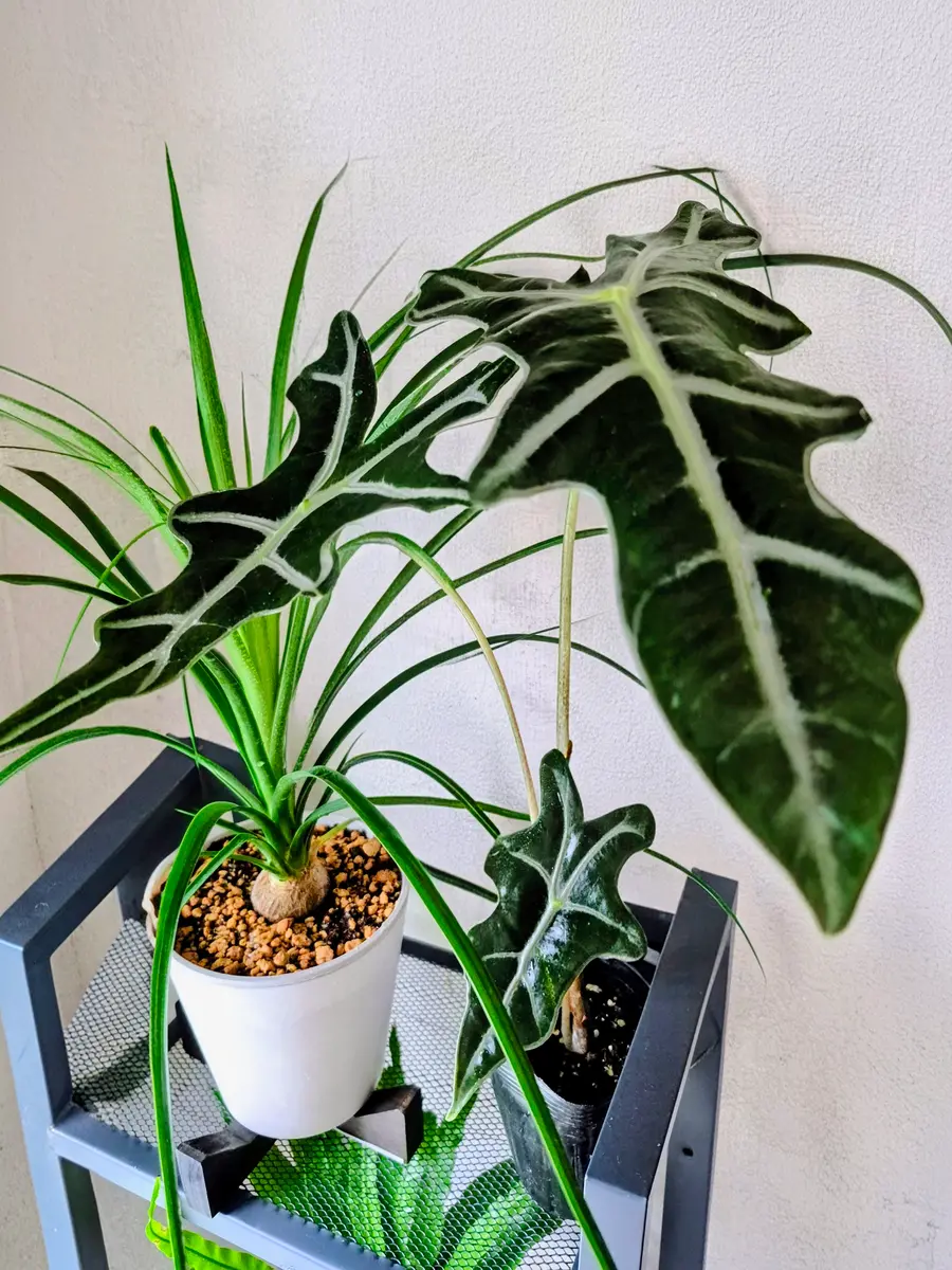 botanical life tatsuya　アロカシアいろいろセット Where Light Lives Among Plants🌿 大阪旅でお迎えした植物の育てる