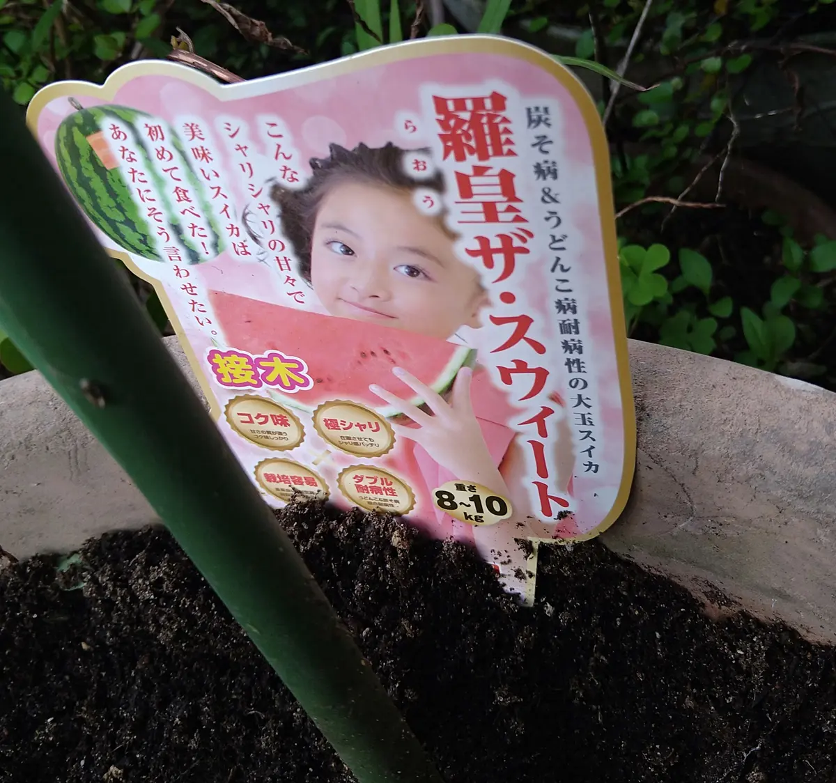 栽培中🌱】甘い大玉スイカ「羅皇ザ・スウィート」を鉢栽培｜そだレポ