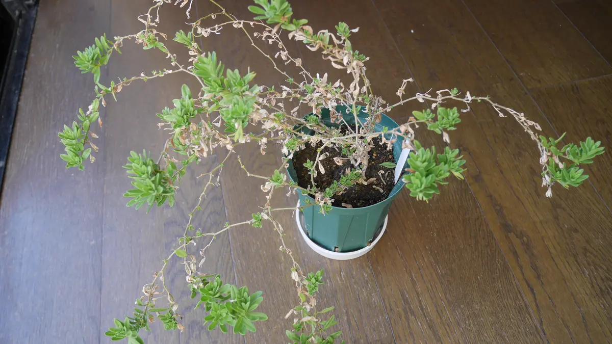 2年前に買ったカリブラコア 挿し芽＋冬越し｜そだレポ（栽培レポート