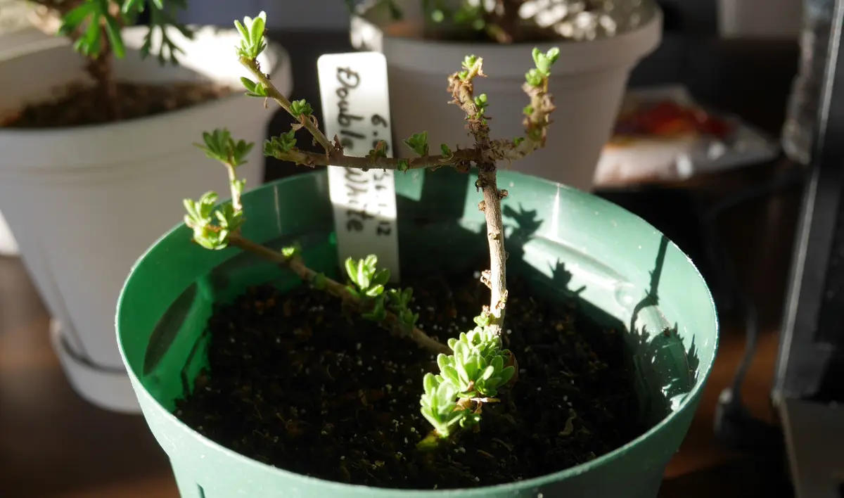 2年前に買ったカリブラコア 挿し芽＋冬越し｜そだレポ（栽培レポート