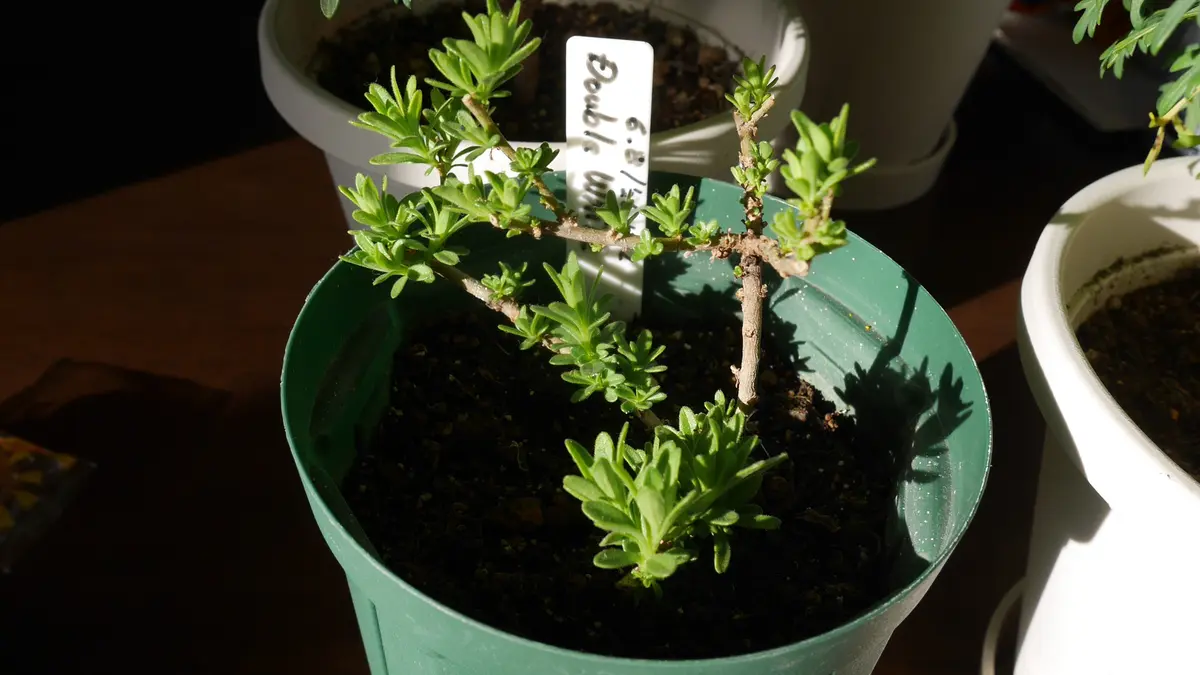 2年前に買ったカリブラコア 挿し芽＋冬越し｜そだレポ（栽培レポート