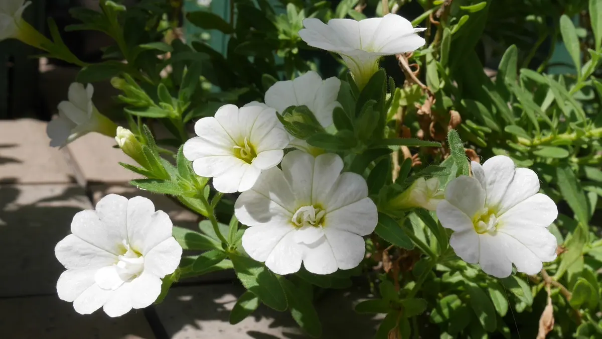 コルダーナ　アイボリーホワイト系　冬越し2年生苗 2年前に買ったカリブラコア 挿し芽＋冬越し｜そだレポ（栽培レポート