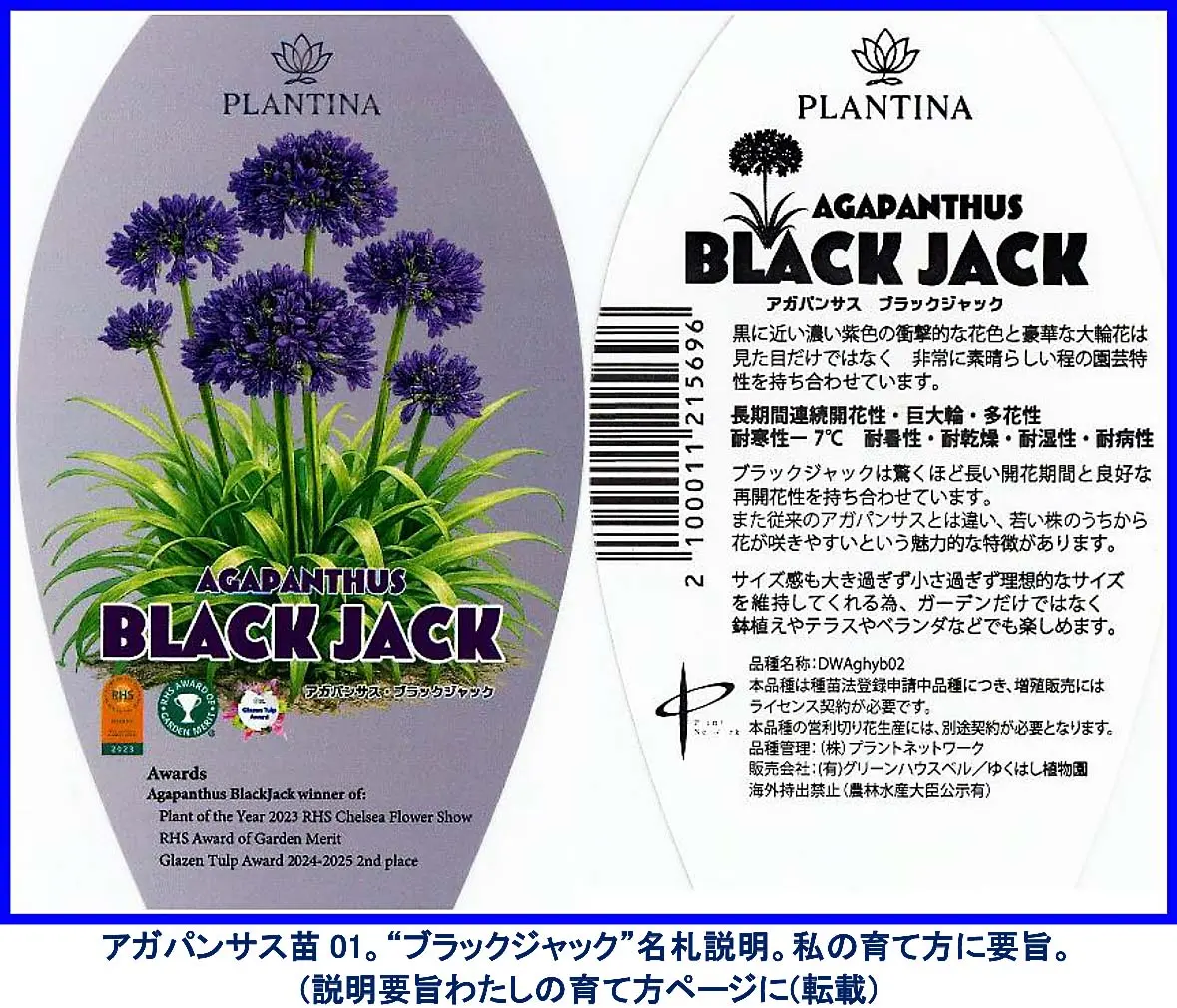 26年春、「フクオカフラワーショー2026」の目玉花アガパンサス