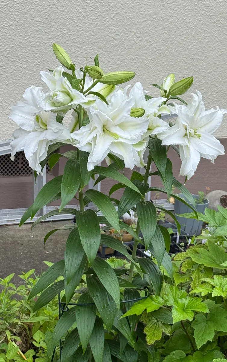 豪華な八重咲きオリエンタルリリーを球根から｜そだレポ（栽培レポート