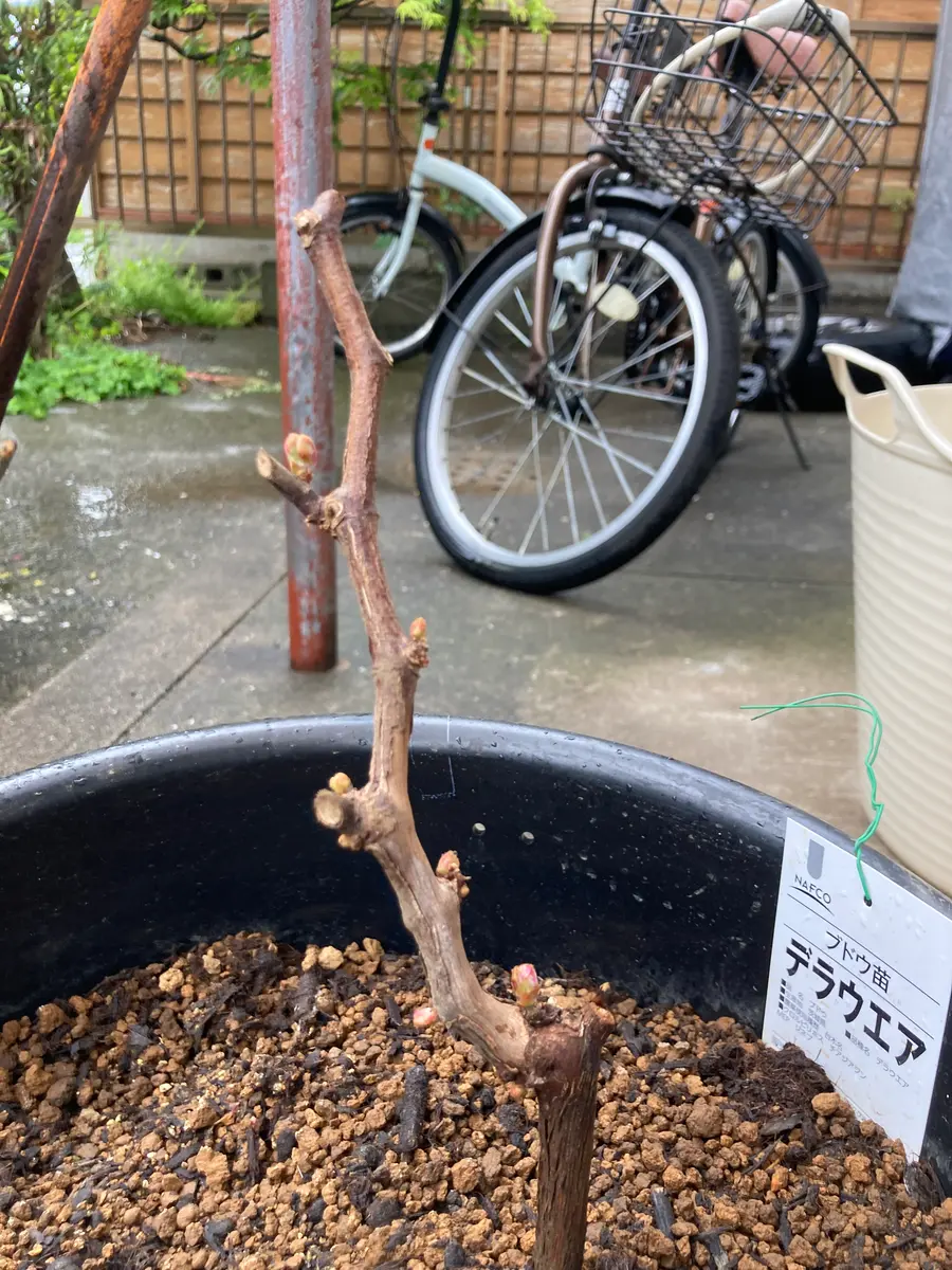 デラウェア 鉢植え ベランダで鉢植えのブドウ デラウエア を育てています 緑のしずく ベランダガーデン便り