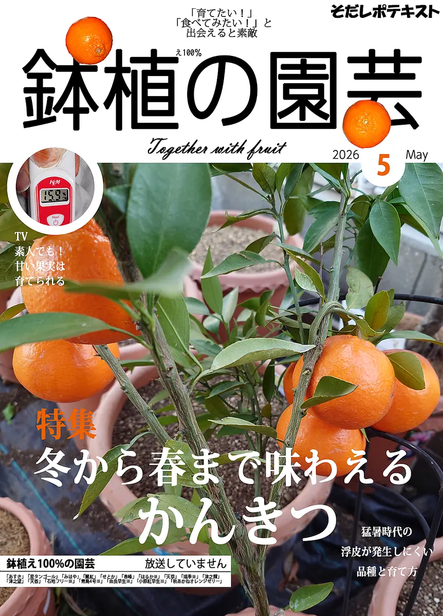美味いかんきつは秀品を買うか自分で育てろ！｜そだレポ（栽培レポート