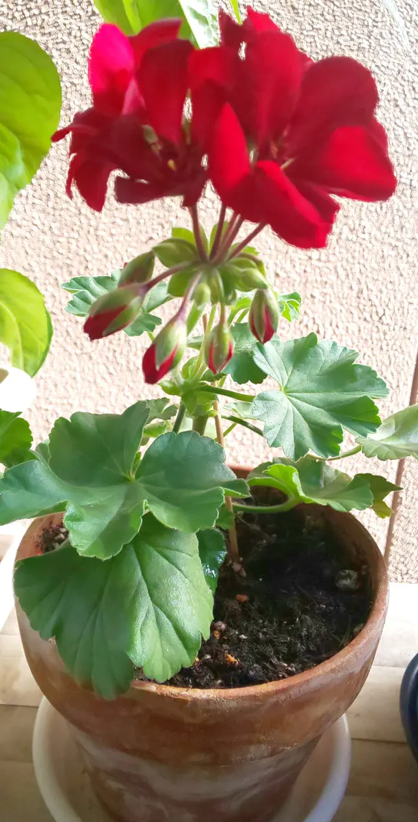 ナゼか今、無性に切実に堪らんぐらい(笑)紅い花が欲しい((o(>_&lt