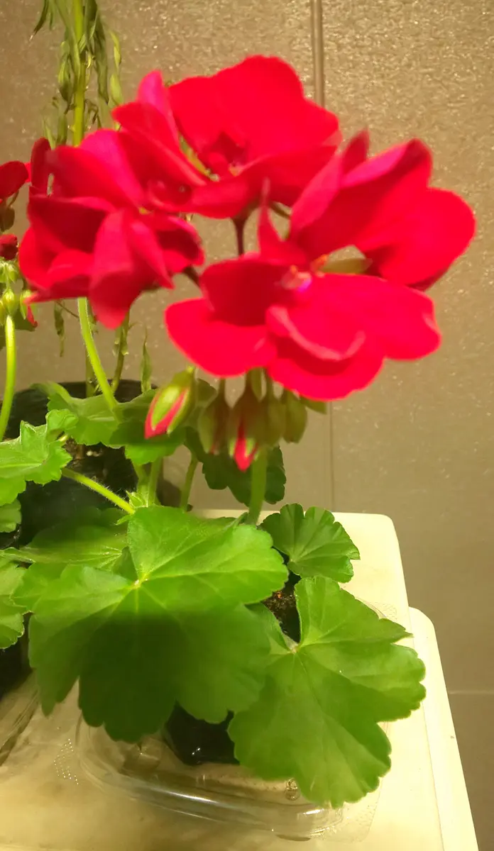ナゼか今、無性に切実に堪らんぐらい(笑)紅い花が欲しい((o(>_&lt
