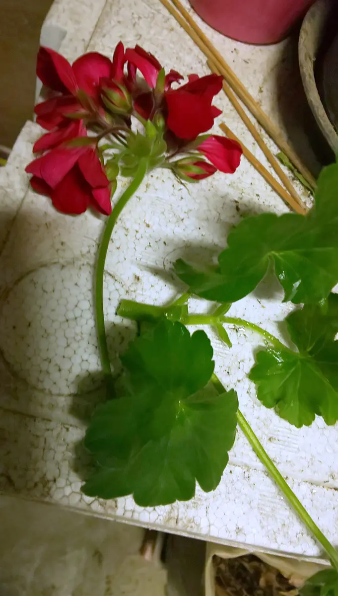 お得意　ゼラニューム　レアなお色目。真紅。 ナゼか今、無性に切実に堪らんぐらい(笑)紅い花が欲しい((o(>_&lt