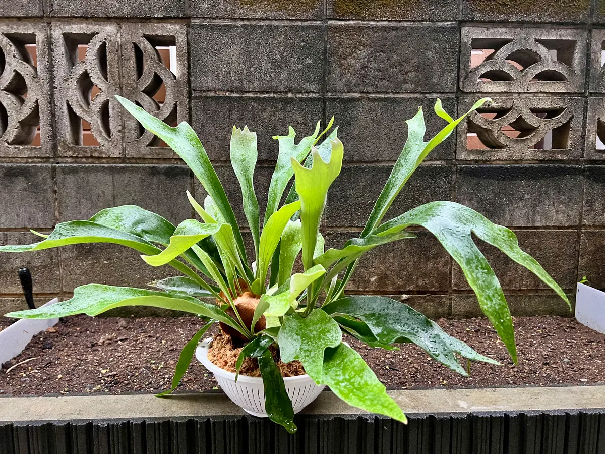 ビカクシダ：お手頃なネザーランドを特大鉢植えにすることを目指して