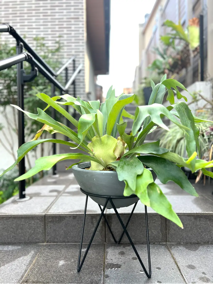 ビカクシダ：お手頃なネザーランドを特大鉢植えにすることを目指して
