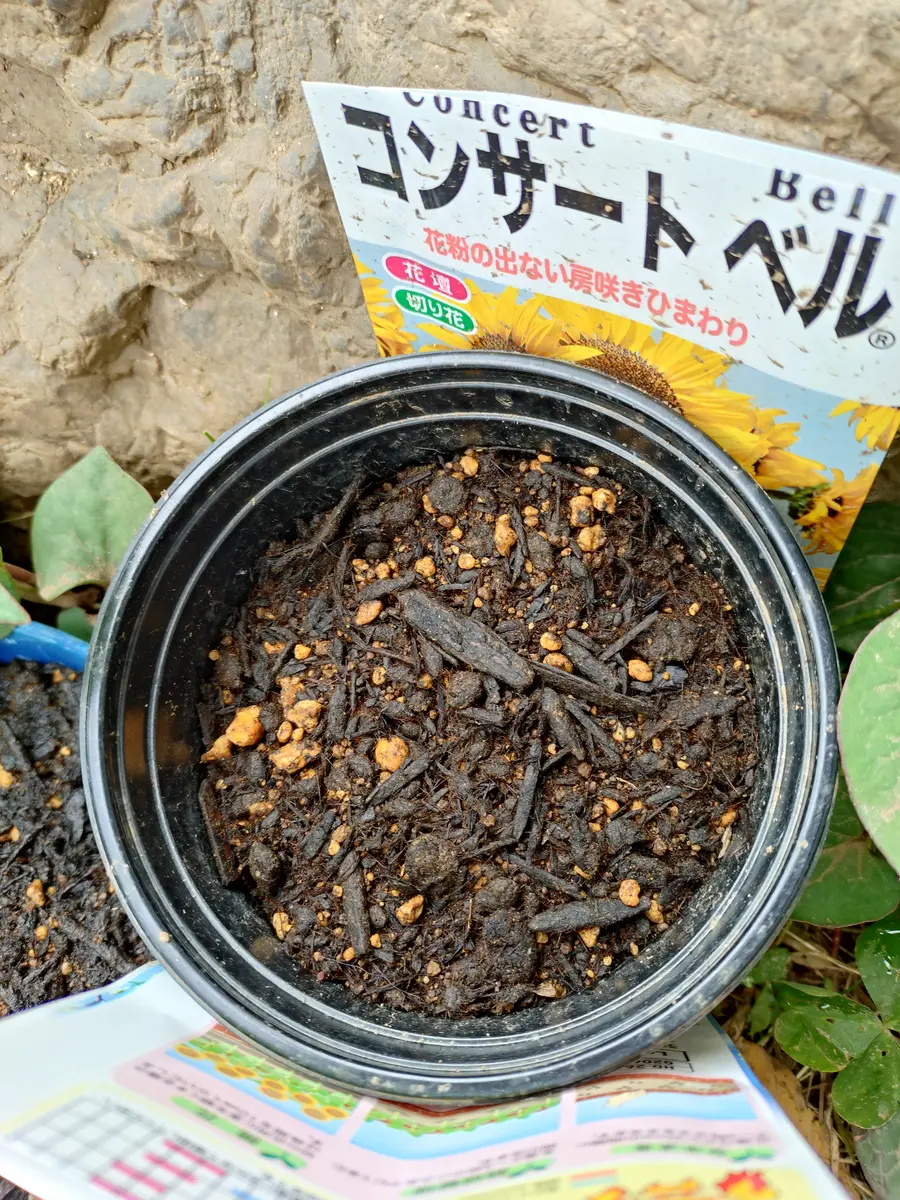 ヒマワリを育てる（種）｜そだレポ（栽培レポート）byむなかた