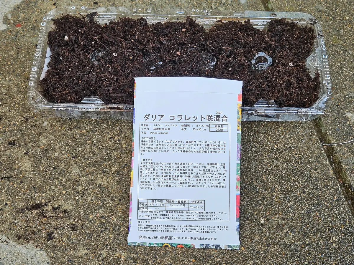 ダリアを種から育てる｜そだレポ（栽培レポート）by真琉｜みんなの趣味