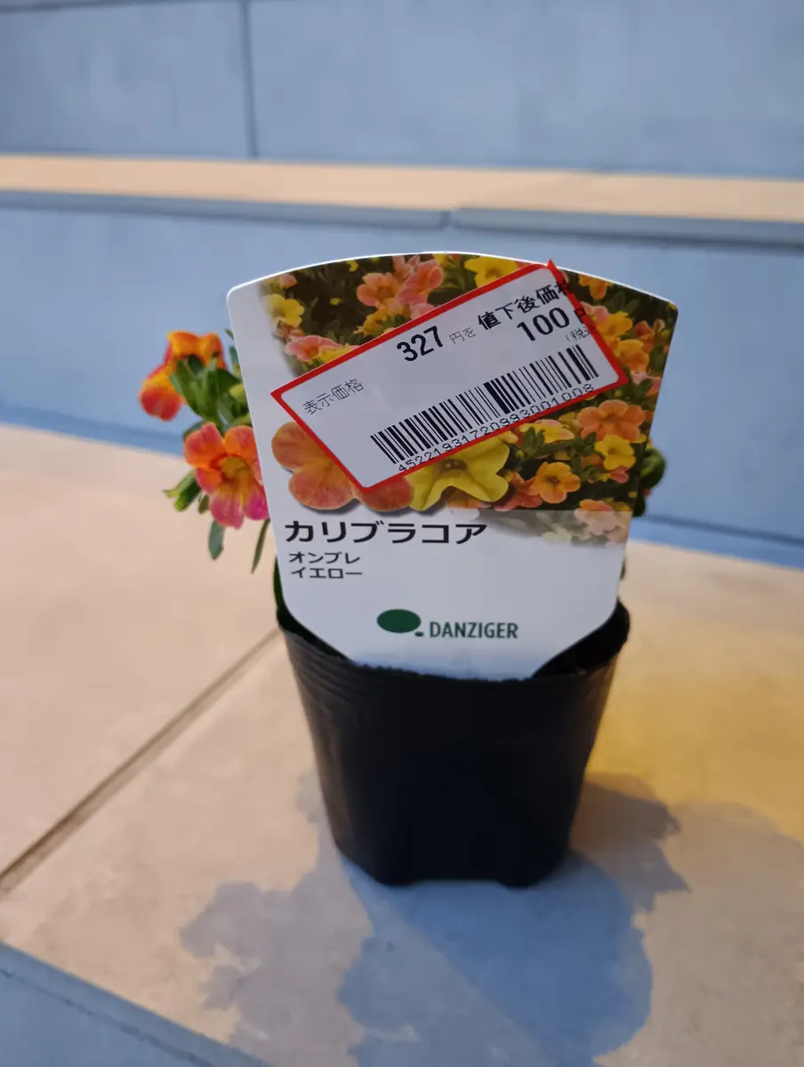 初心者がカリブラコアの見切り品を育ててみる🔰｜そだレポ（栽培